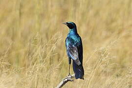 Burchell's Starling