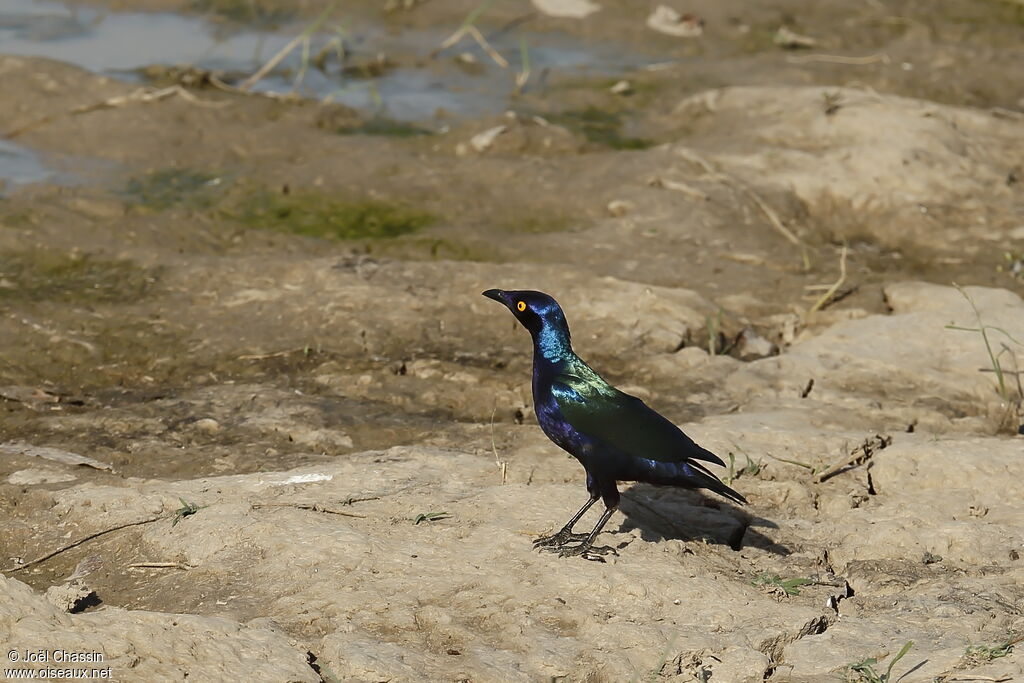 Choucador pourpré, identification