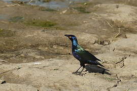 Purple Starling