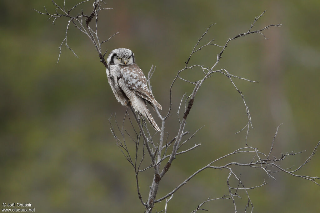 Northern Hawk-Owl