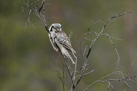 Northern Hawk-Owl