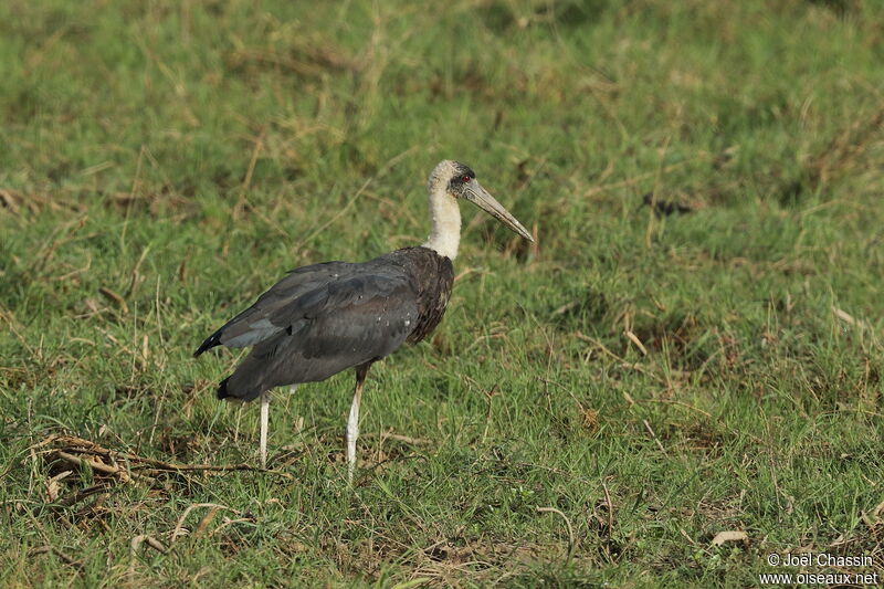 African Woolly-necked Stork, identification, walking