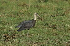 Cigogne à pattes noires