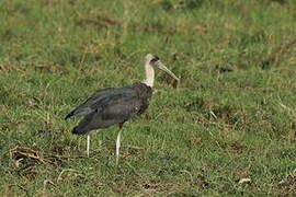 African Woolly-necked Stork