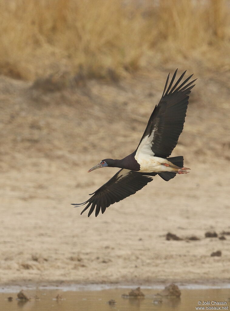 Cigogne d'Abdim, Vol