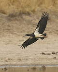 Cigogne d'Abdim