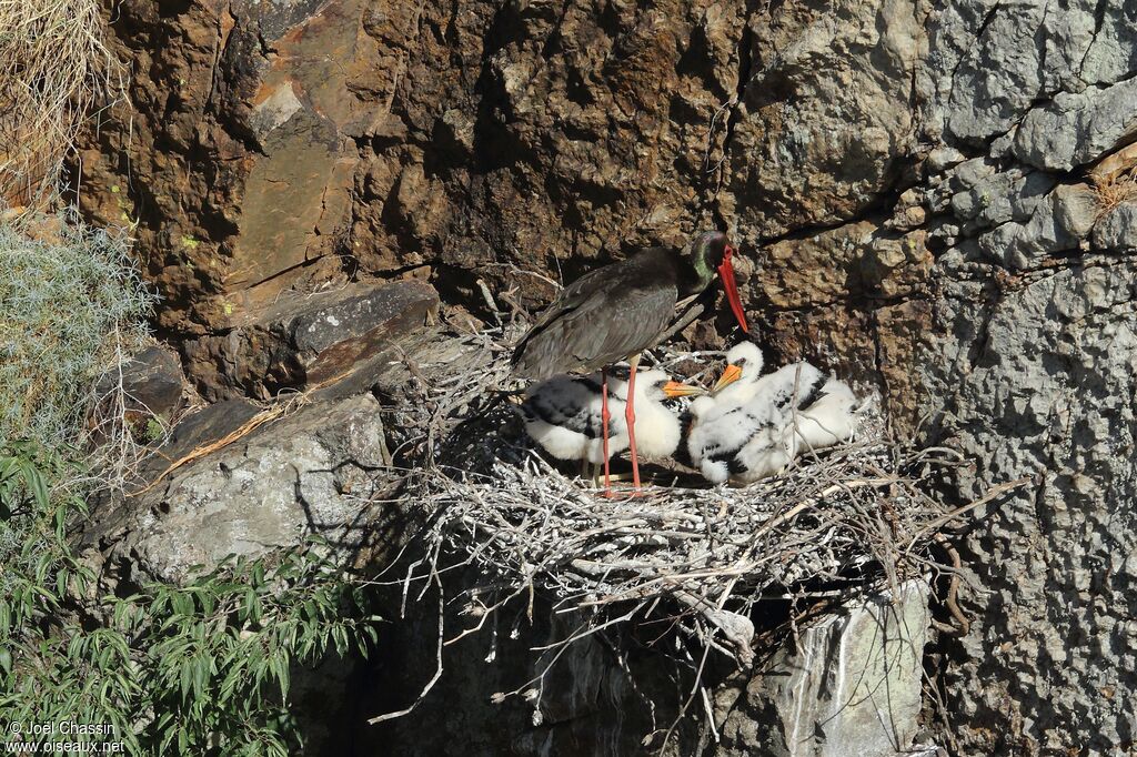 Black Stork, identification