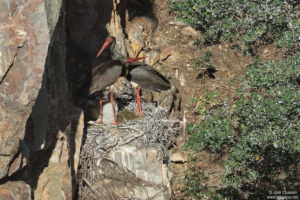 Black Stork, identification