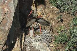 Black Stork