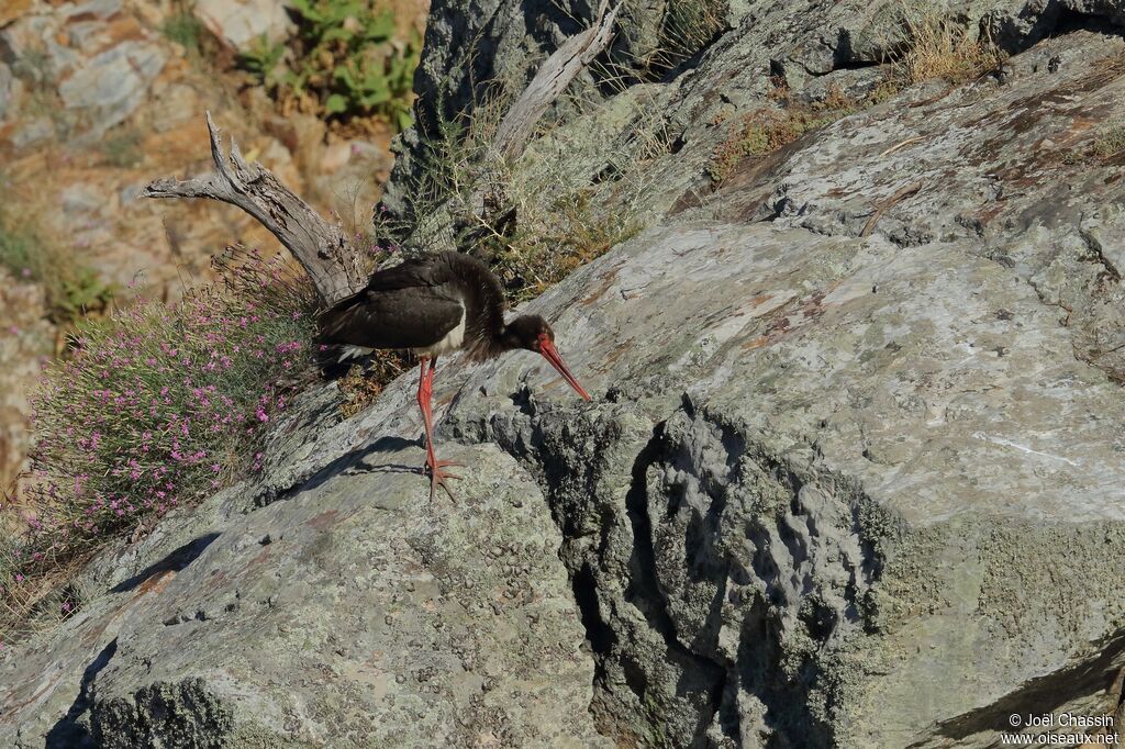 Cigogne noire, identification