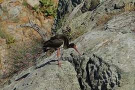 Black Stork