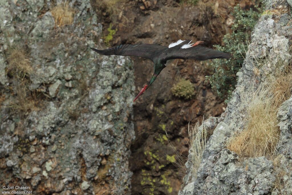 Black Stork, Flight