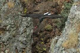 Black Stork