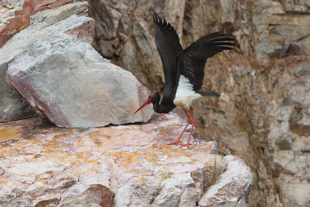 Black Stork, identification