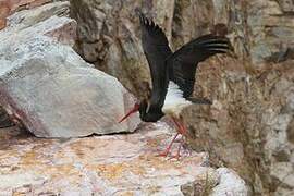 Black Stork