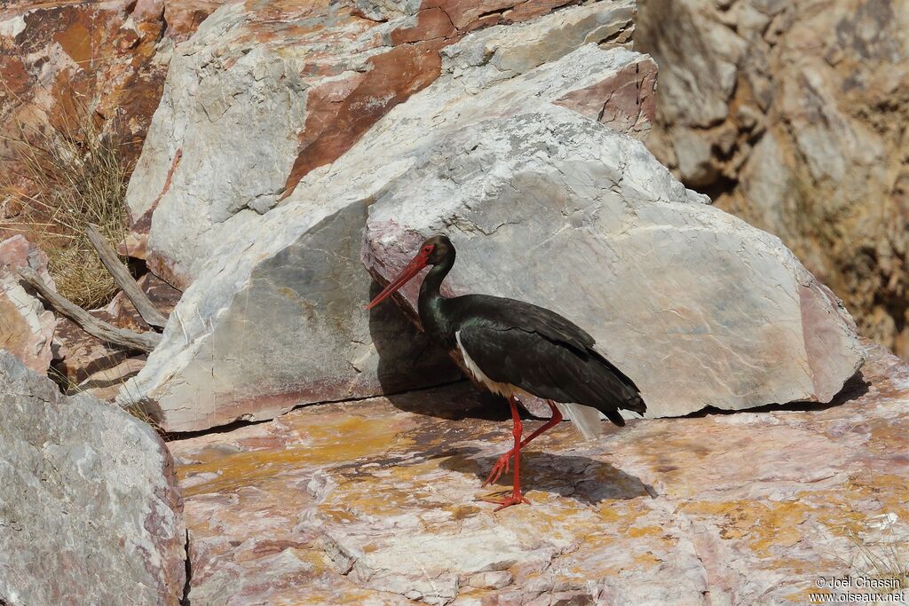 Black Stork, identification