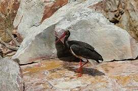 Black Stork