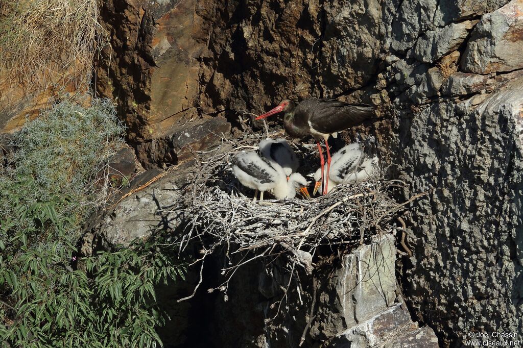 Black Stork