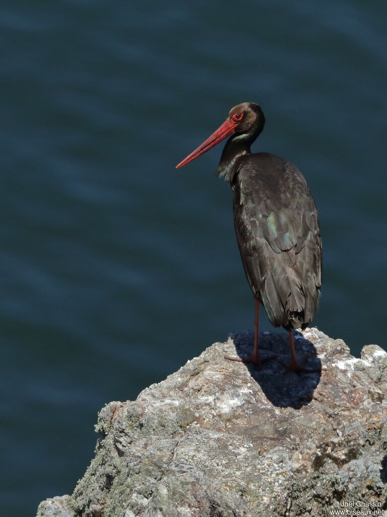 Black Stork, identification