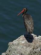 Black Stork