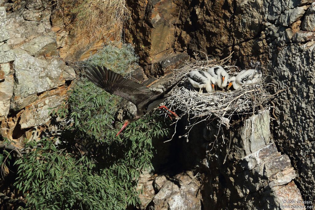 Black Stork, identification