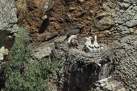 Black Stork