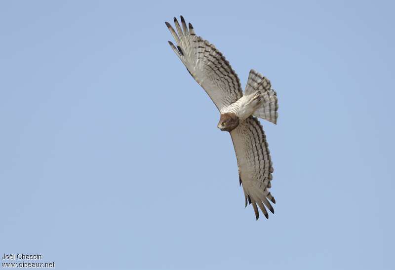 Beaudouin's Snake Eagle female adult, Flight