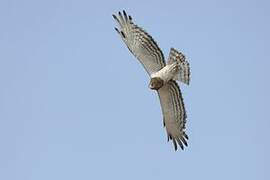 Beaudouin's Snake Eagle