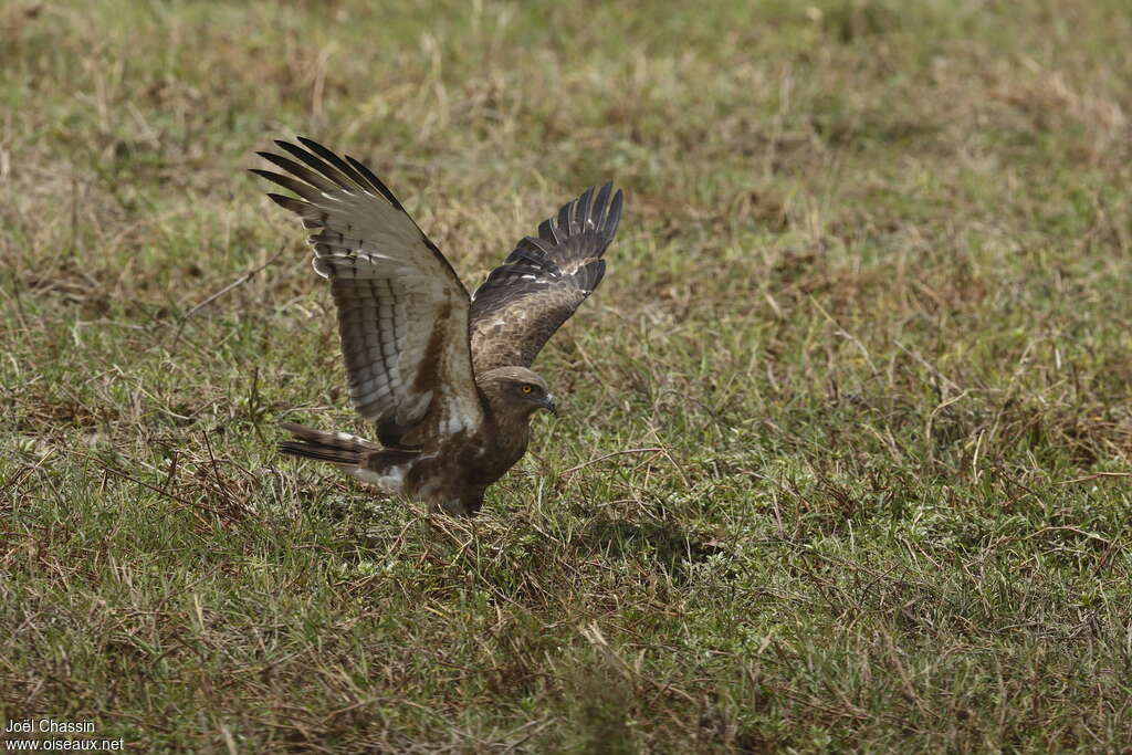 Circaète de Beaudouinjuvénile, identification