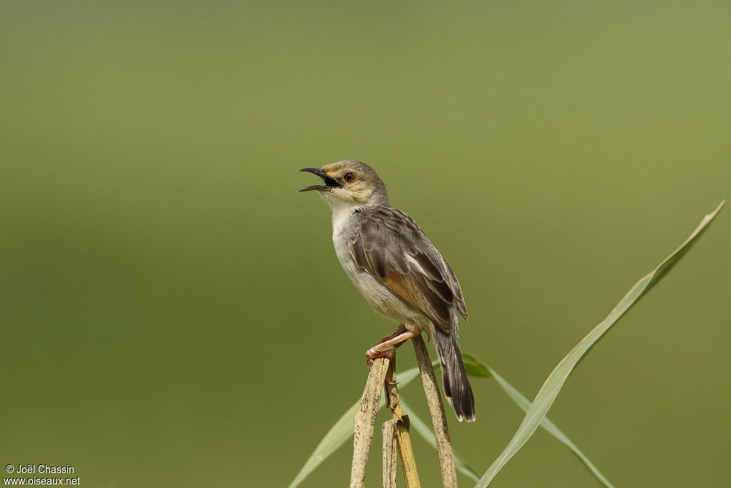 Winding Cisticola, identification