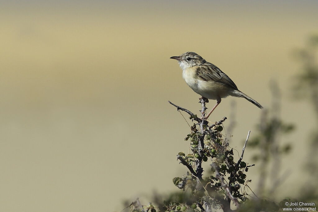 Croaking Cisticola, identification