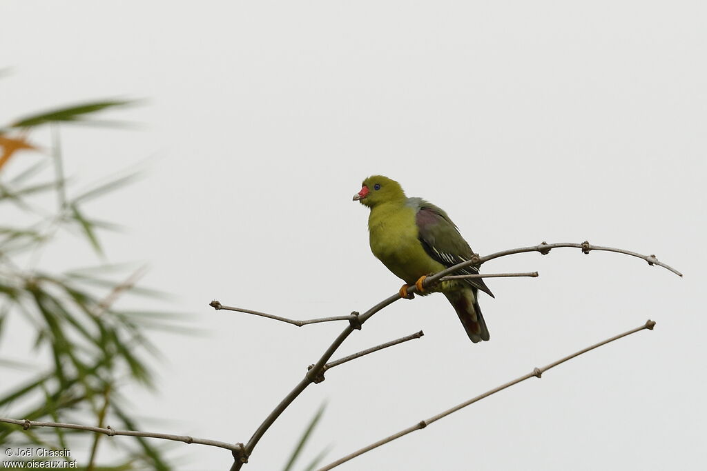 African Green Pigeon, identification