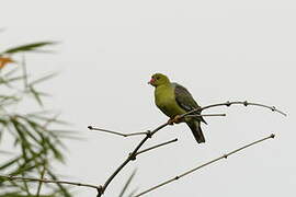 African Green Pigeon