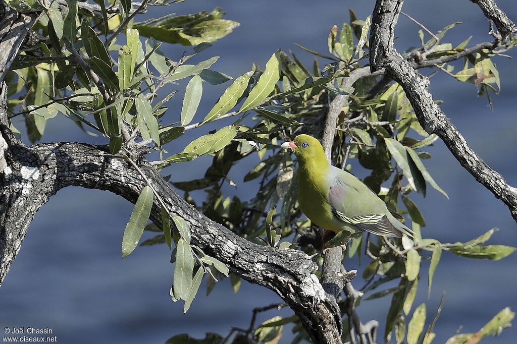 African Green Pigeon, identification