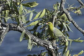 African Green Pigeon