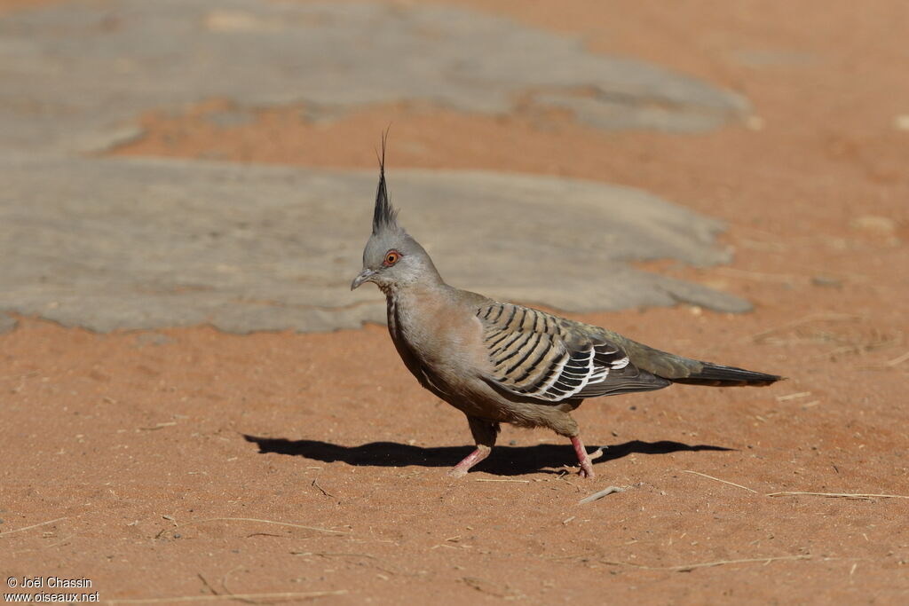 Crested Pigeon, identification