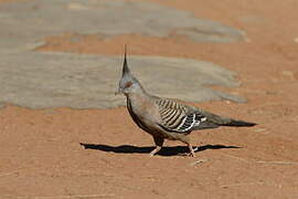 Crested Pigeon