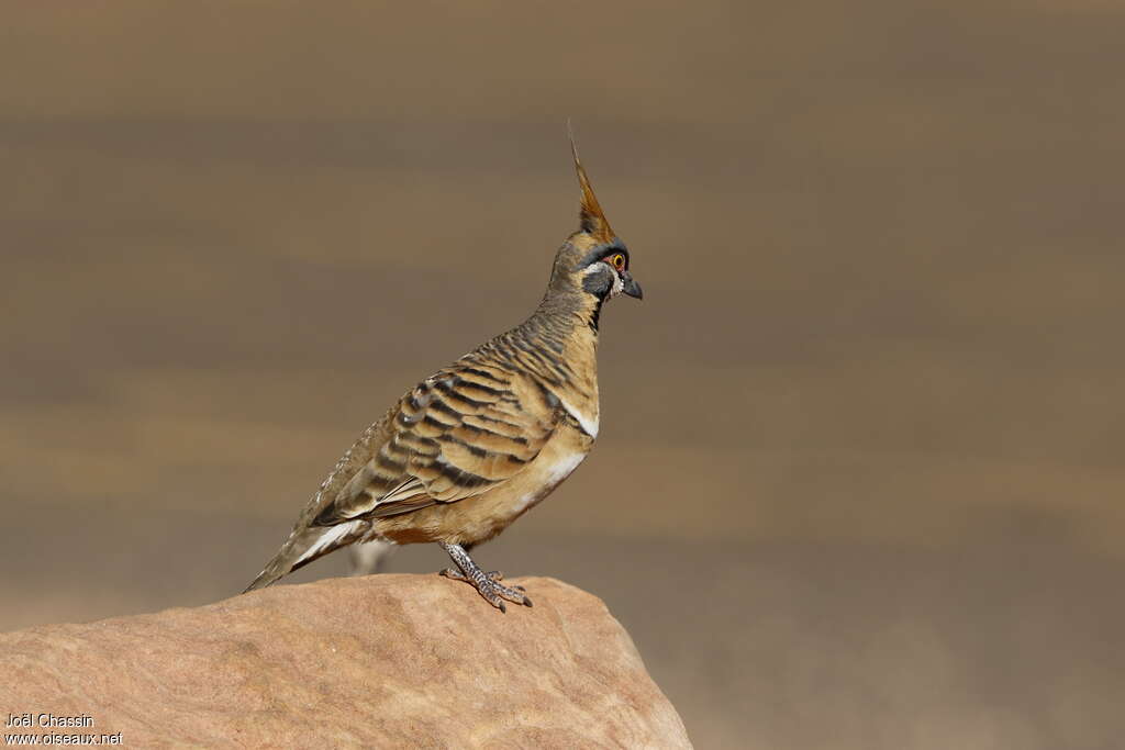 Spinifex Pigeonadult, habitat