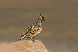 Spinifex Pigeon