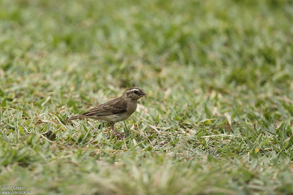 Village Indigobird female adult, identification, eats