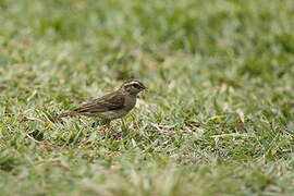 Village Indigobird