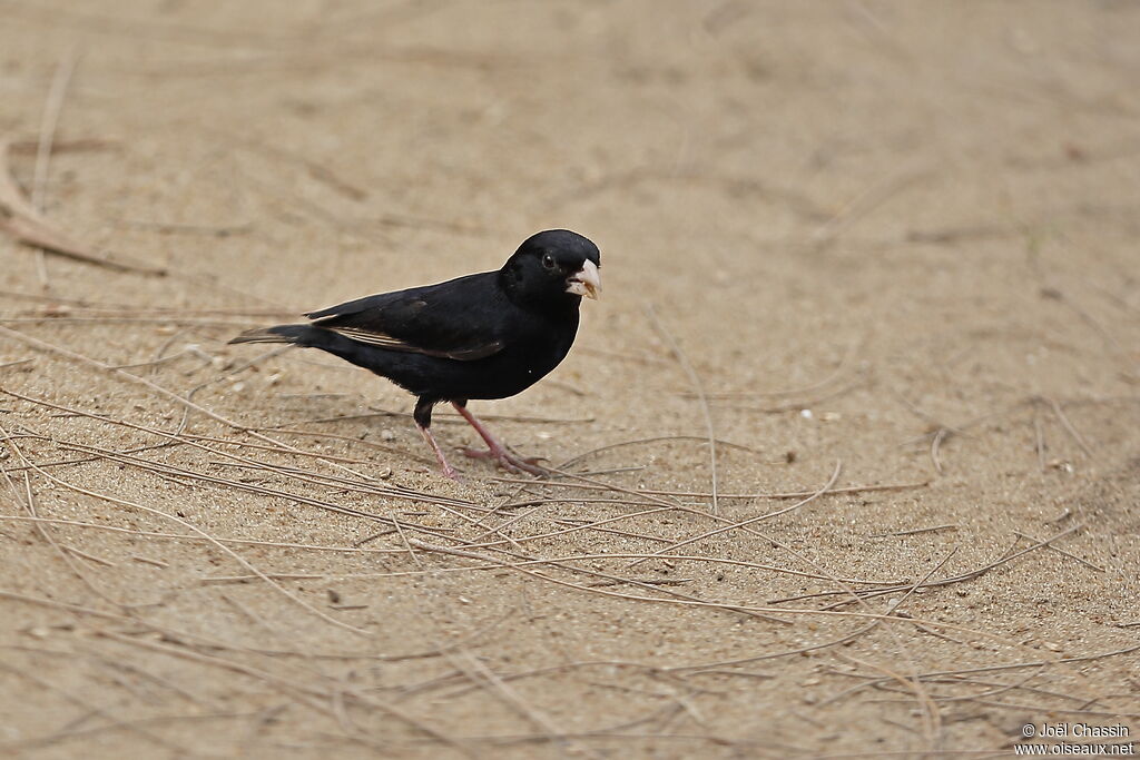 Village Indigobird male, identification