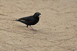 Village Indigobird