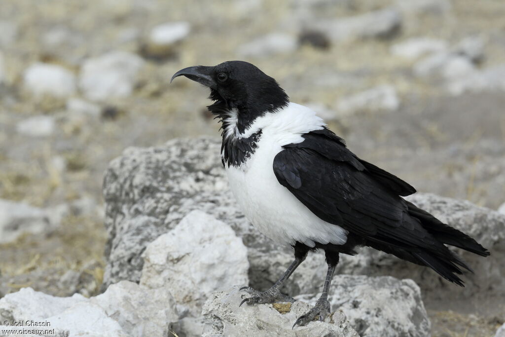 Corbeau pie, identification