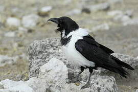 Pied Crow