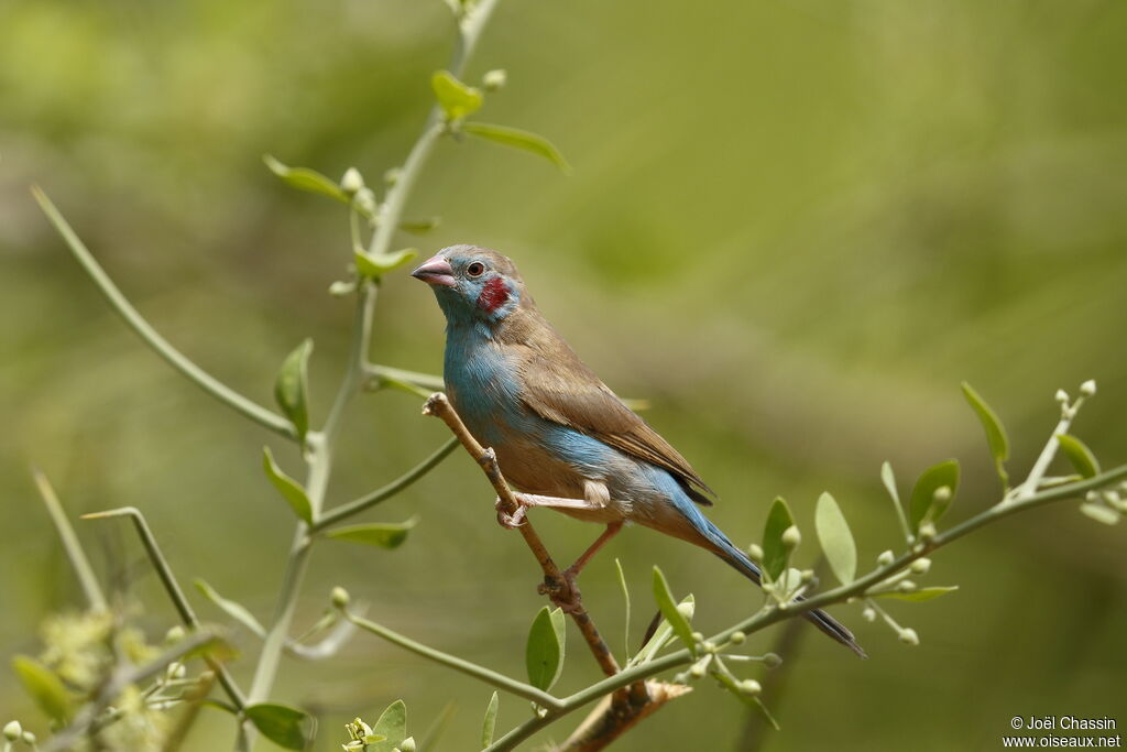 Red-cheeked Cordon-bleu, identification