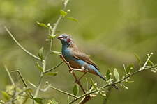 Cordonbleu à joues rouges