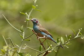 Red-cheeked Cordon-bleu