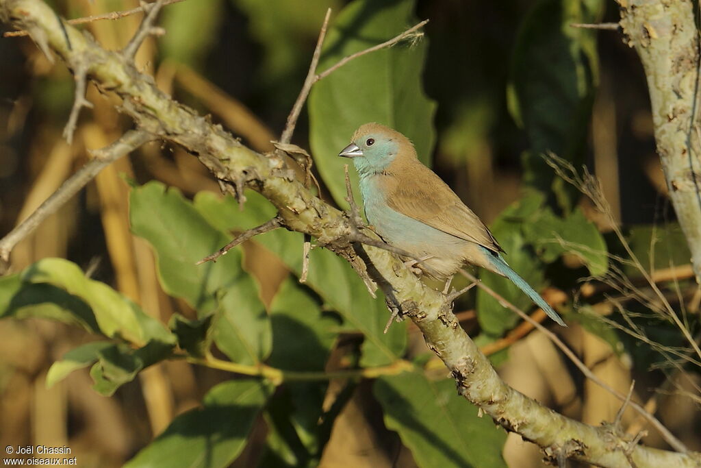 Cordonbleu de l'Angola, identification