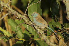 Blue Waxbill